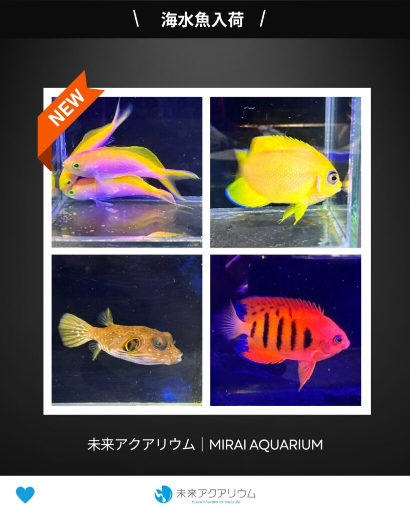 未来アクアリウム｜海水魚入荷