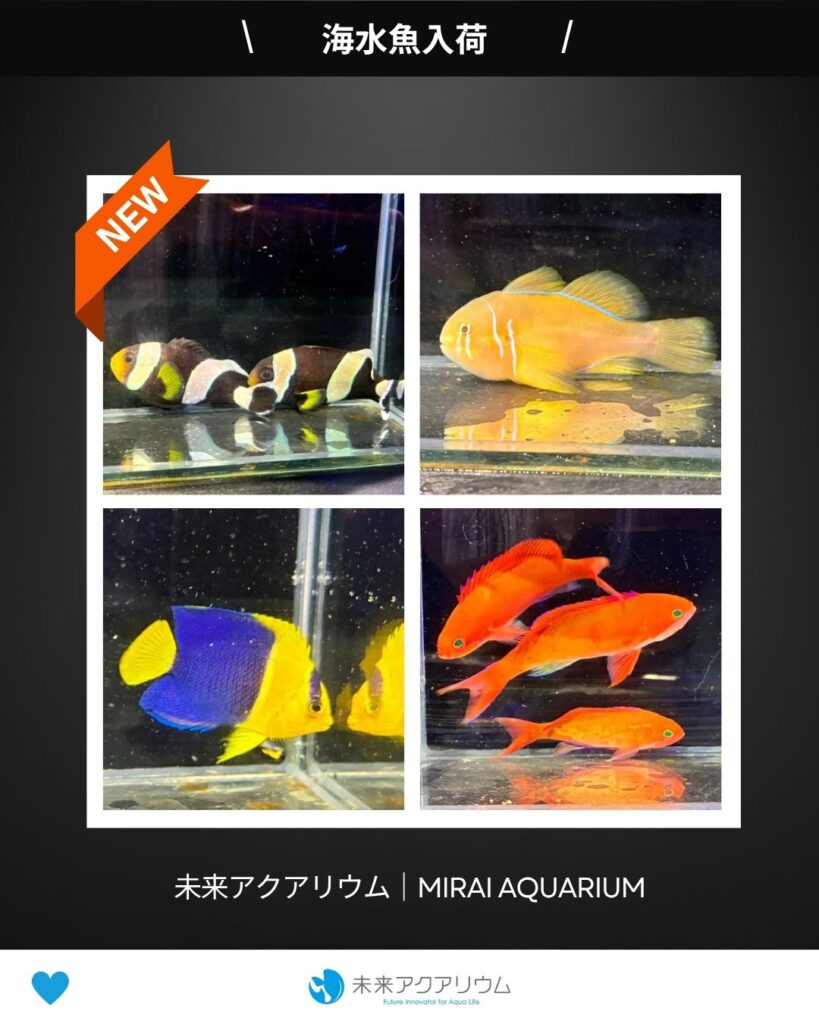 未来アクアリウム｜海水魚入荷