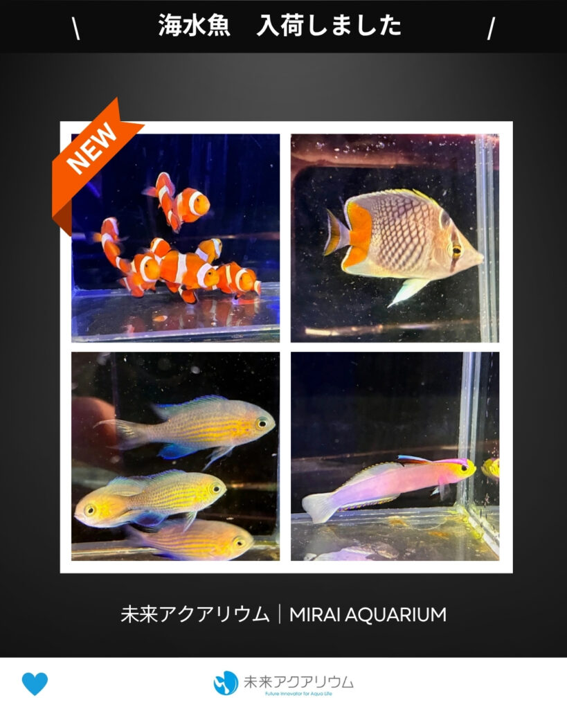 未来アクアリウム｜海水魚入荷