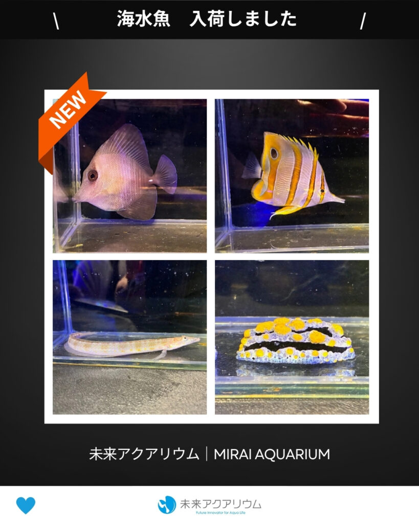 未来アクアリウム｜海水魚02入荷