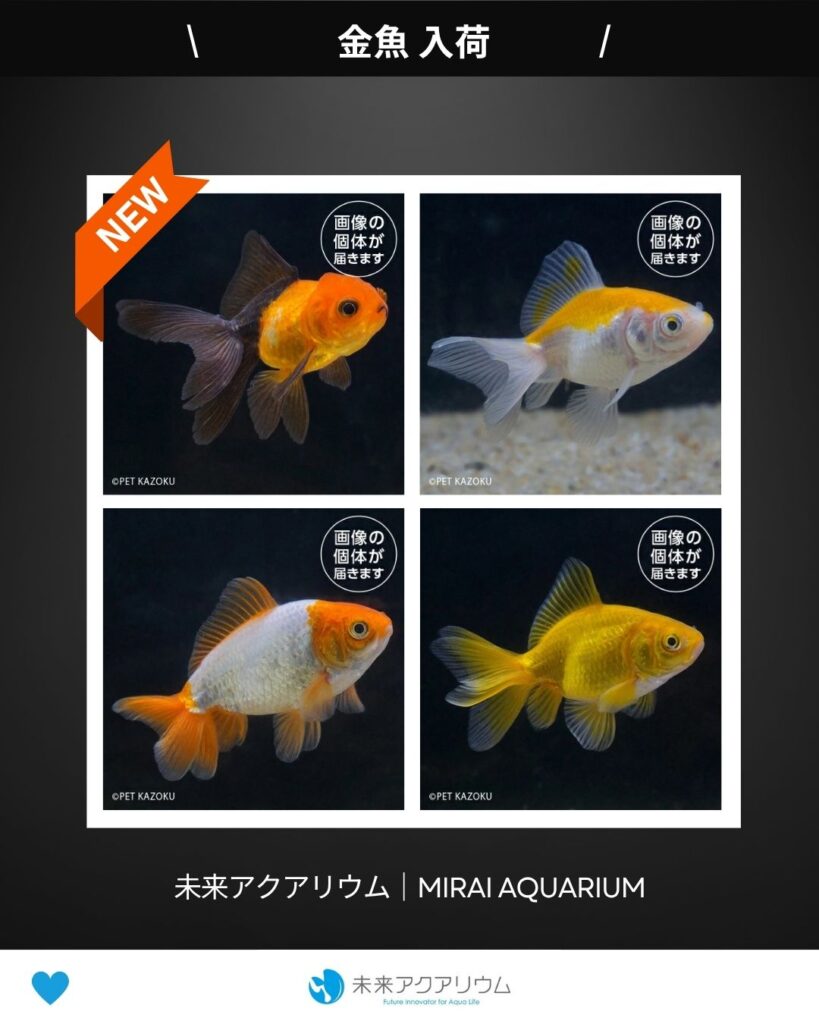 未来アクアリウム｜金魚入荷
