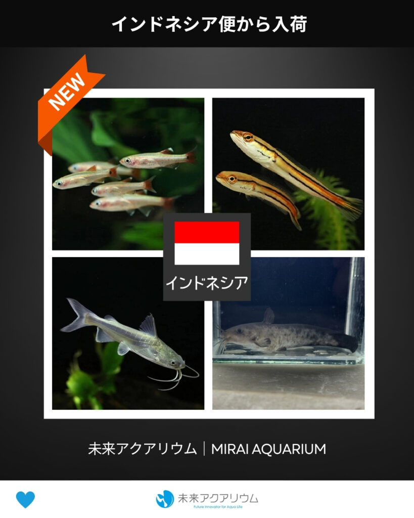 未来アクアリウム｜インドネシア便新入荷