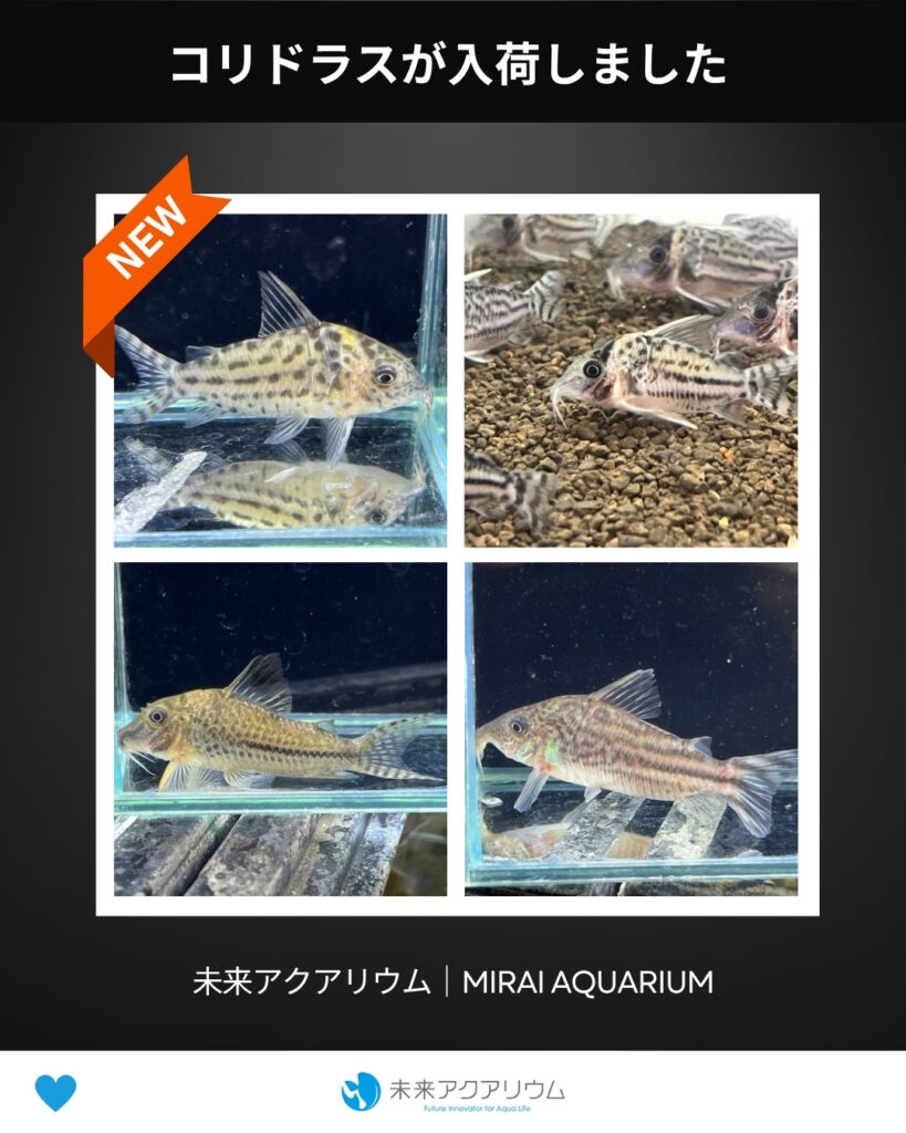未来アクアリウム｜コリドラスが入荷しました