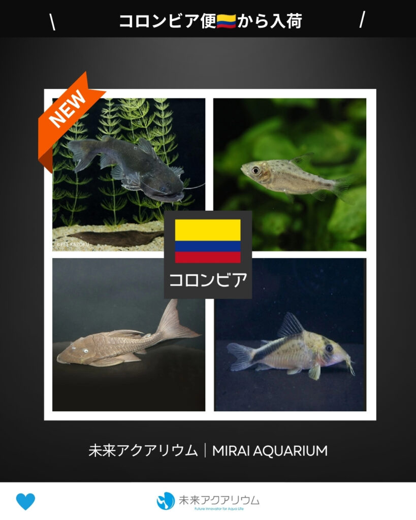 未来アクアリウム｜コロンビア便新入荷