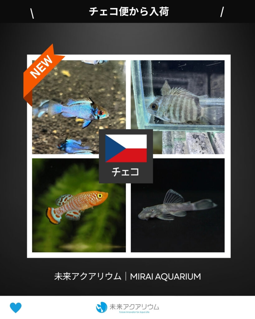 未来アクアリウム｜チェコ便から入荷