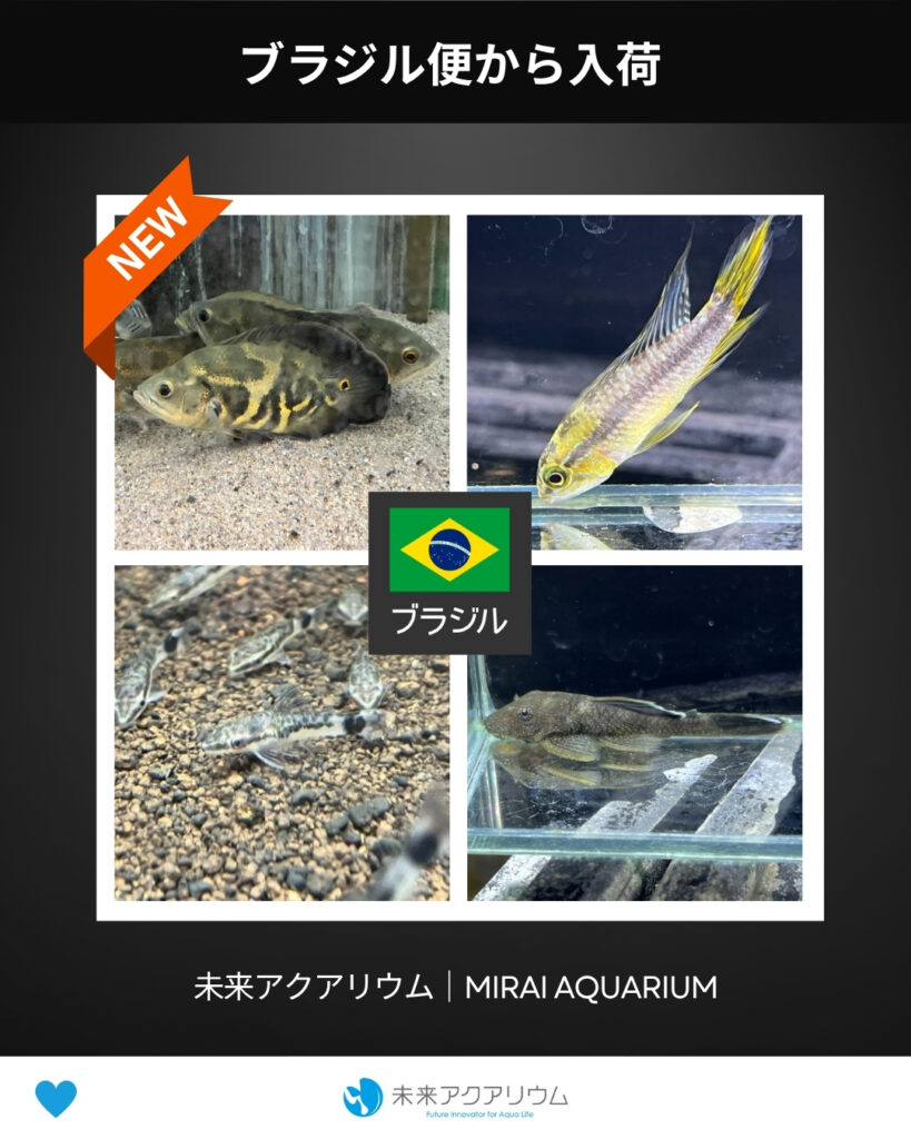 未来アクアリウム｜ブラジル便から掘り出し物入荷