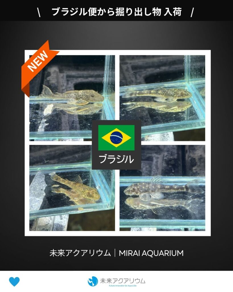 未来アクアリウム｜ブラジル便から掘り出し物入荷