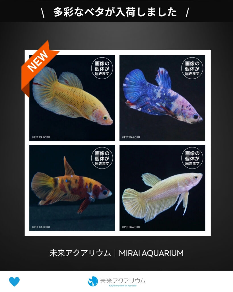 未来アクアリウム｜ベタが入荷しました