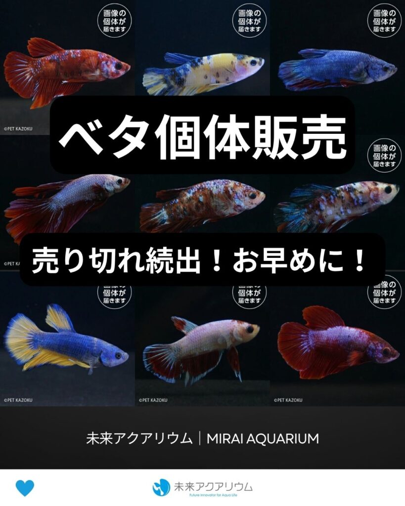 未来アクアリウム｜ベタ個体販売