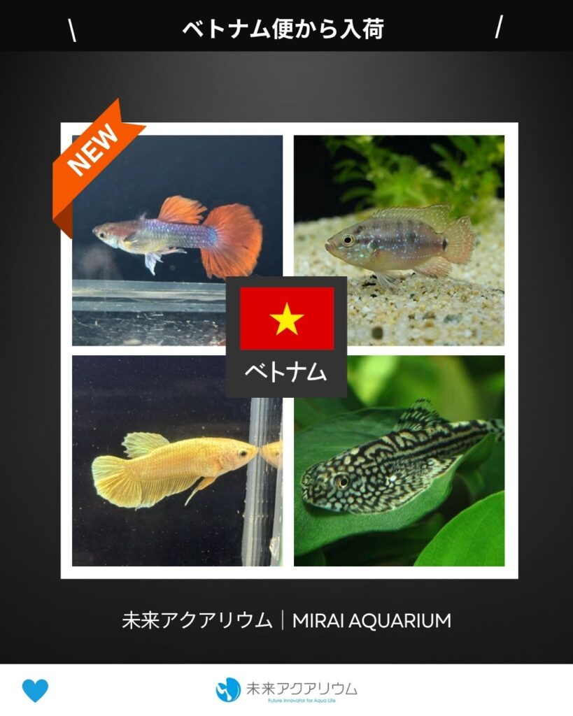 未来アクアリウム｜ベトナム便新入荷