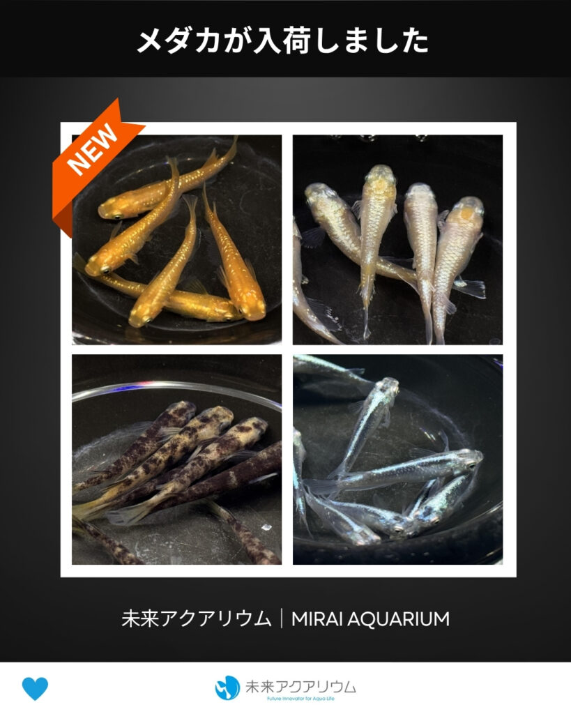 未来アクアリウム｜メダカが入荷しました