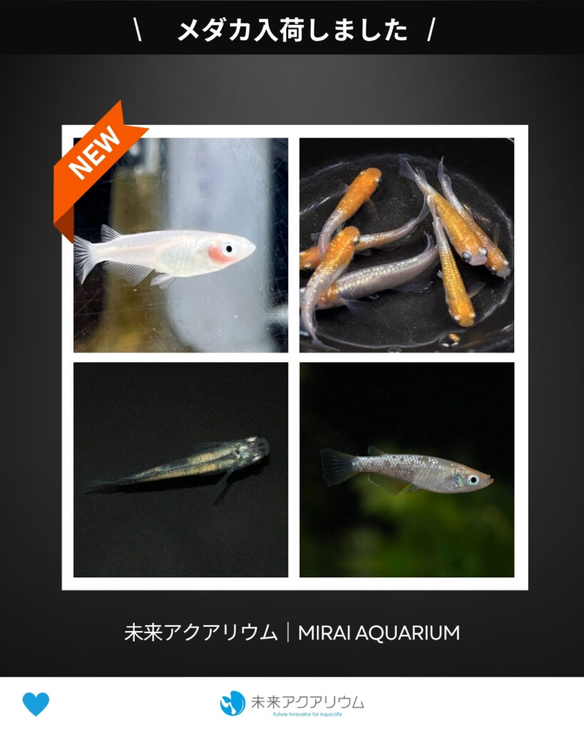 未来アクアリウム｜メダカ入荷しました