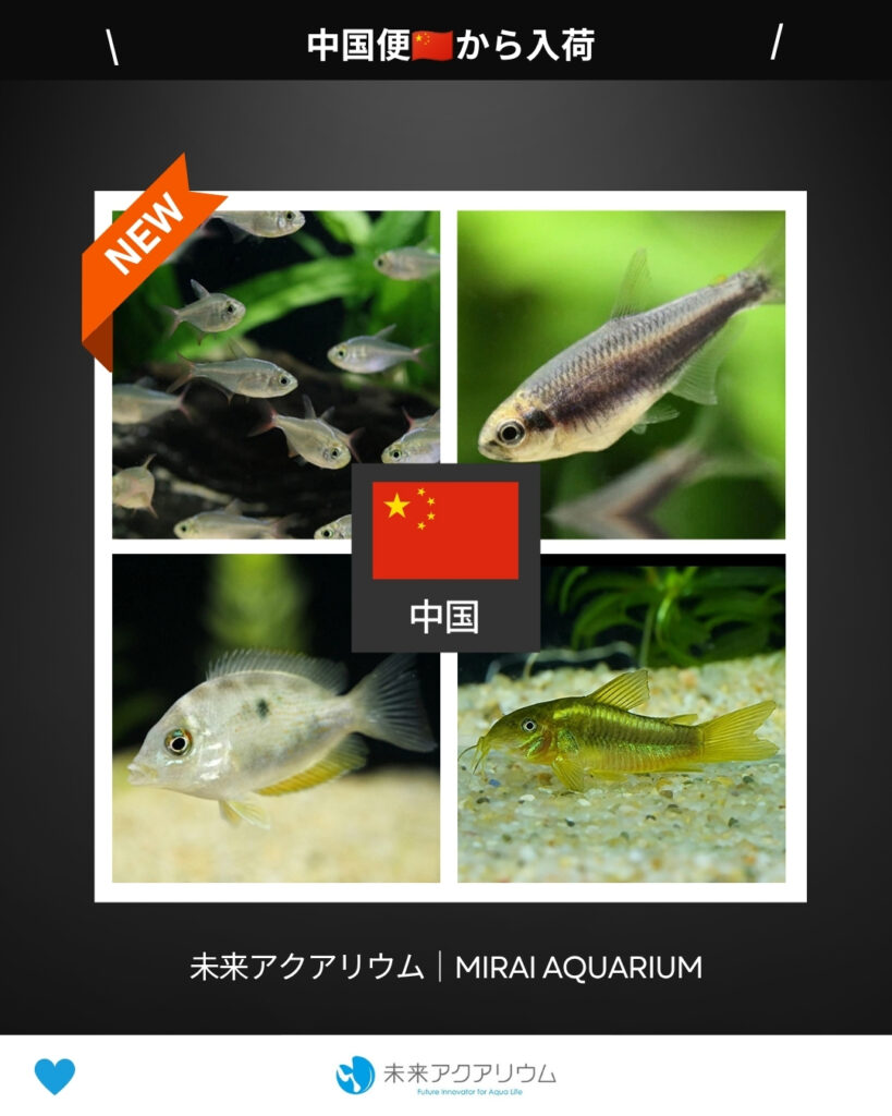 未来アクアリウム｜中国便から新入荷