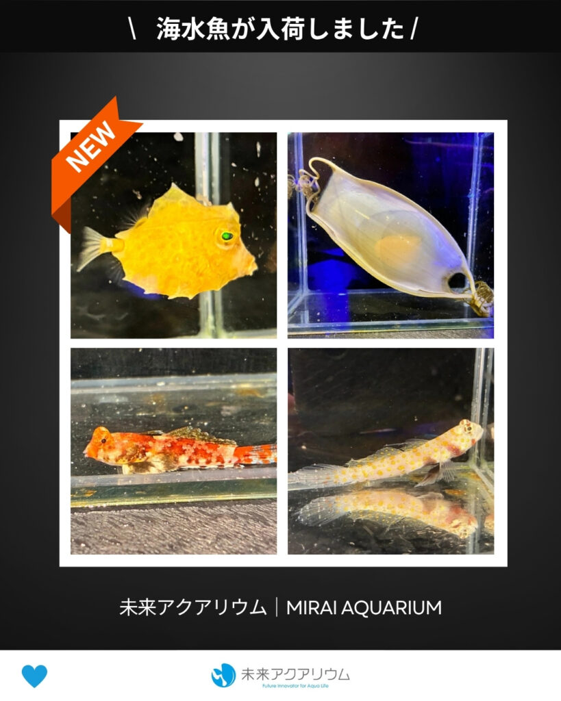 未来アクアリウム｜海水魚が入荷しました