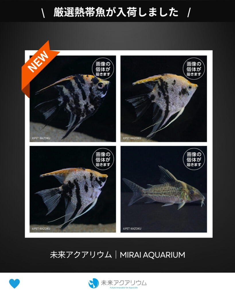 未来アクアリウム｜熱帯魚が入荷しました