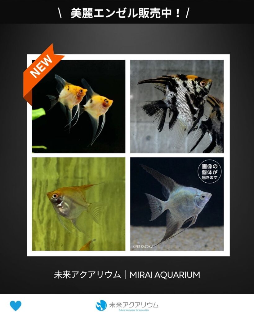 未来アクアリウム｜美麗エンゼル販売中！