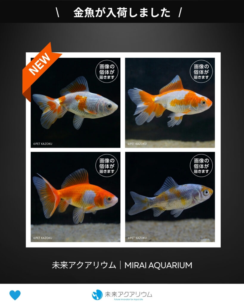 未来アクアリウム｜金魚が入荷しました
