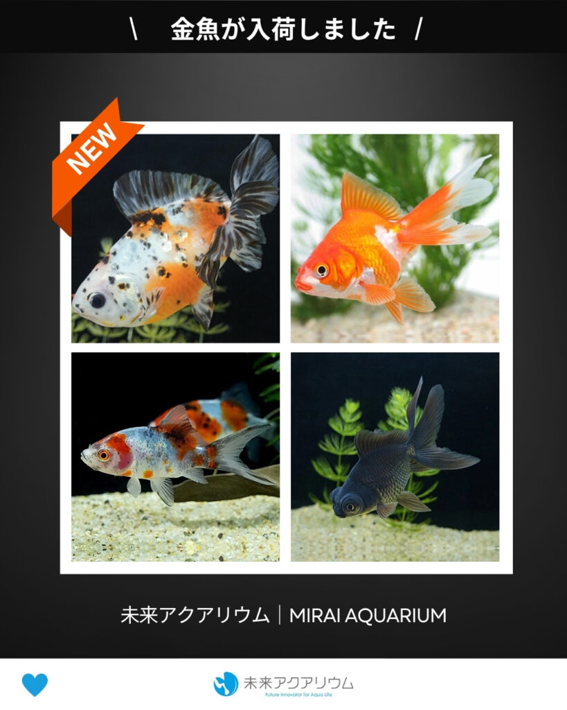 未来アクアリウム｜金魚が入荷しました