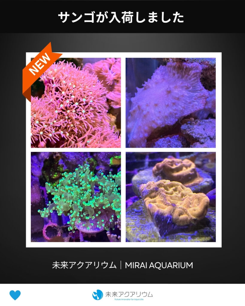 未来アクアリウム_サンゴが入荷しました