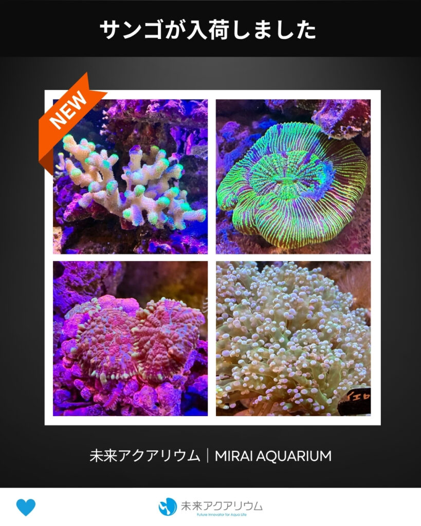未来アクアリウム_サンゴが入荷しました