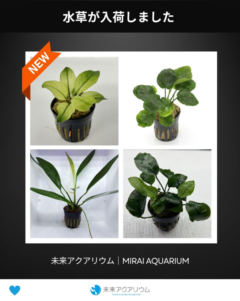 未来アクアリウム_水草が入荷しました