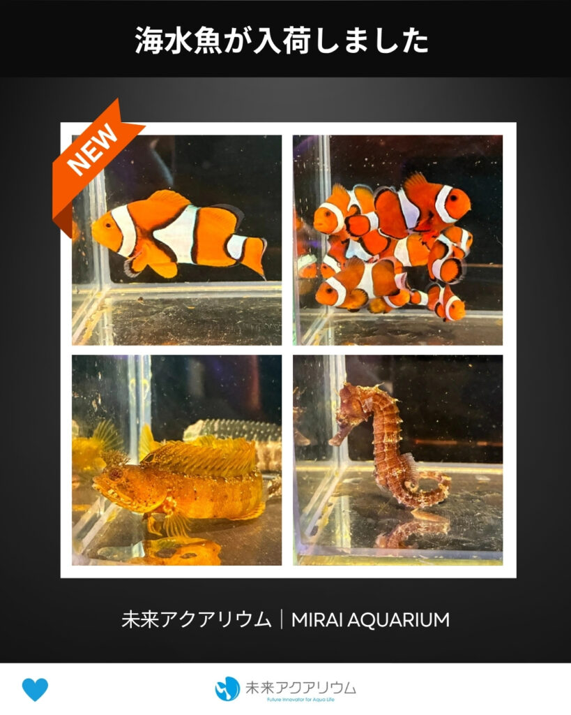 未来アクアリウム_海水魚が入荷しました