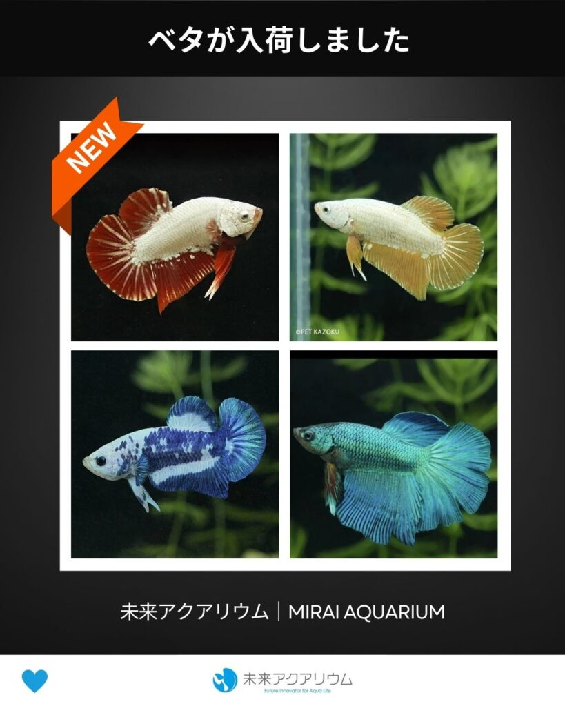 未来アクアリウム_ベタが入荷しました