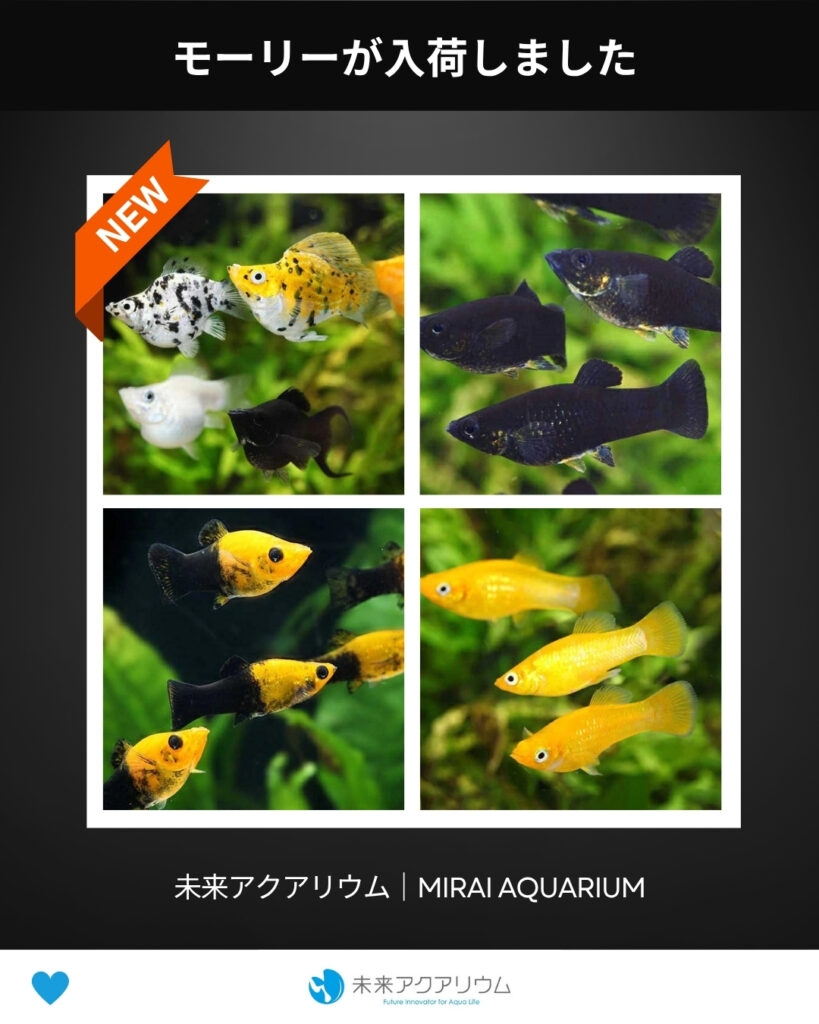 未来アクアリウム | mirai aquarium | 観賞魚のプロが厳選・管理する