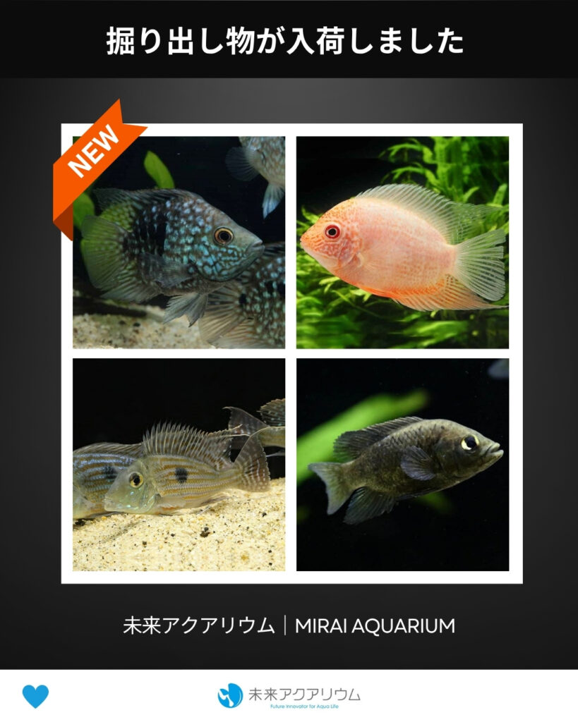 未来アクアリウム_掘り出し物が入荷しました