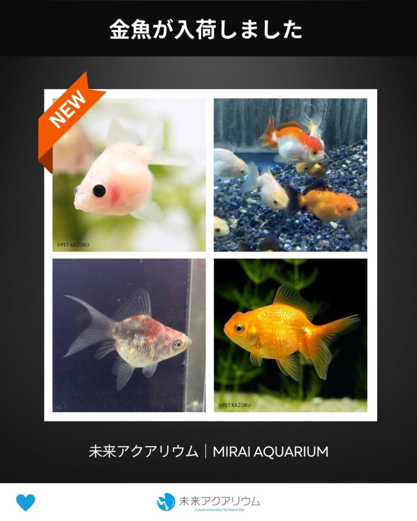 未来アクアリウム_金魚が入荷しました