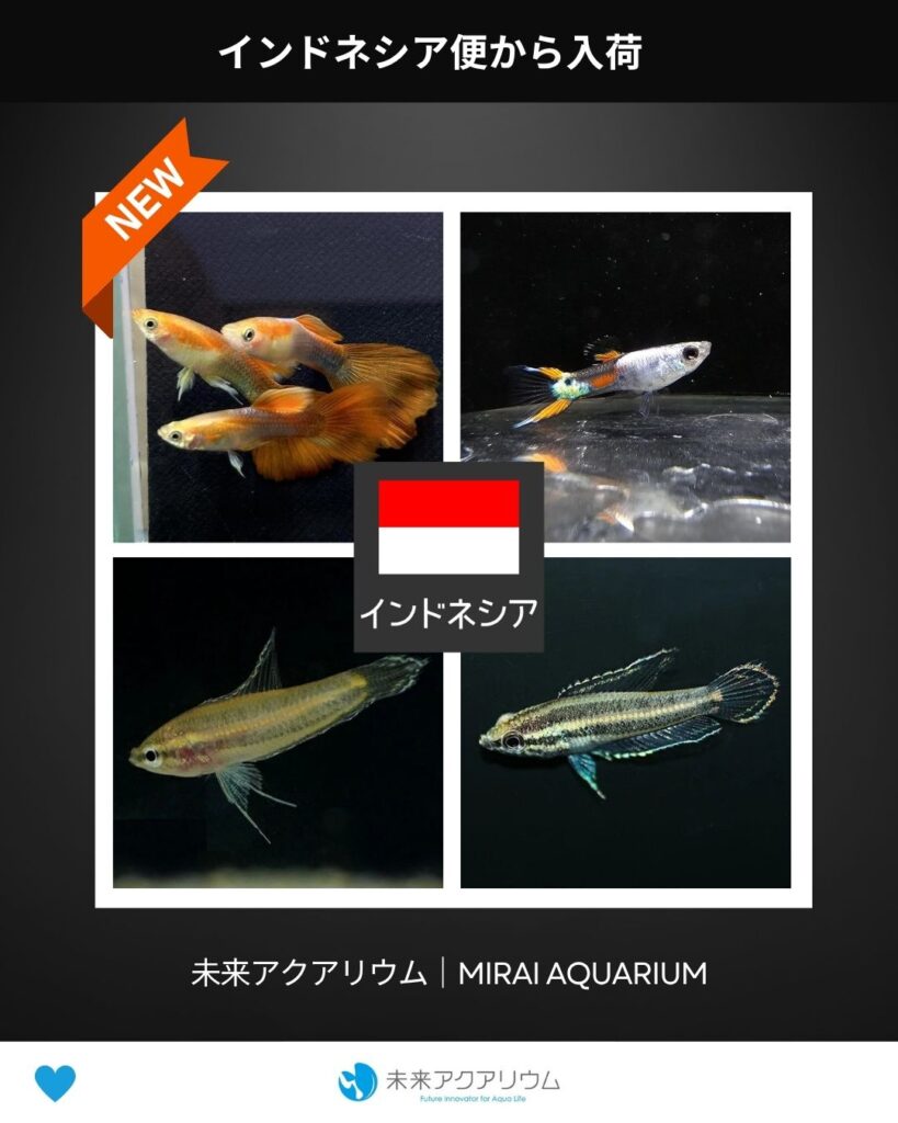 未来アクアリウム｜インドネシア便｜熱帯魚新入荷