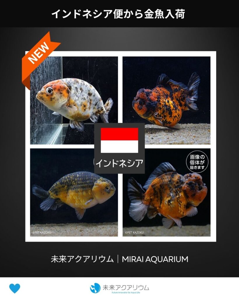 未来アクアリウム｜インドネシア便｜金魚新入荷