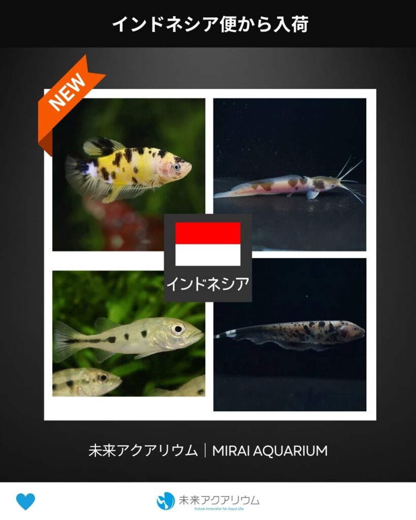 未来アクアリウム｜インドネシア便新入荷