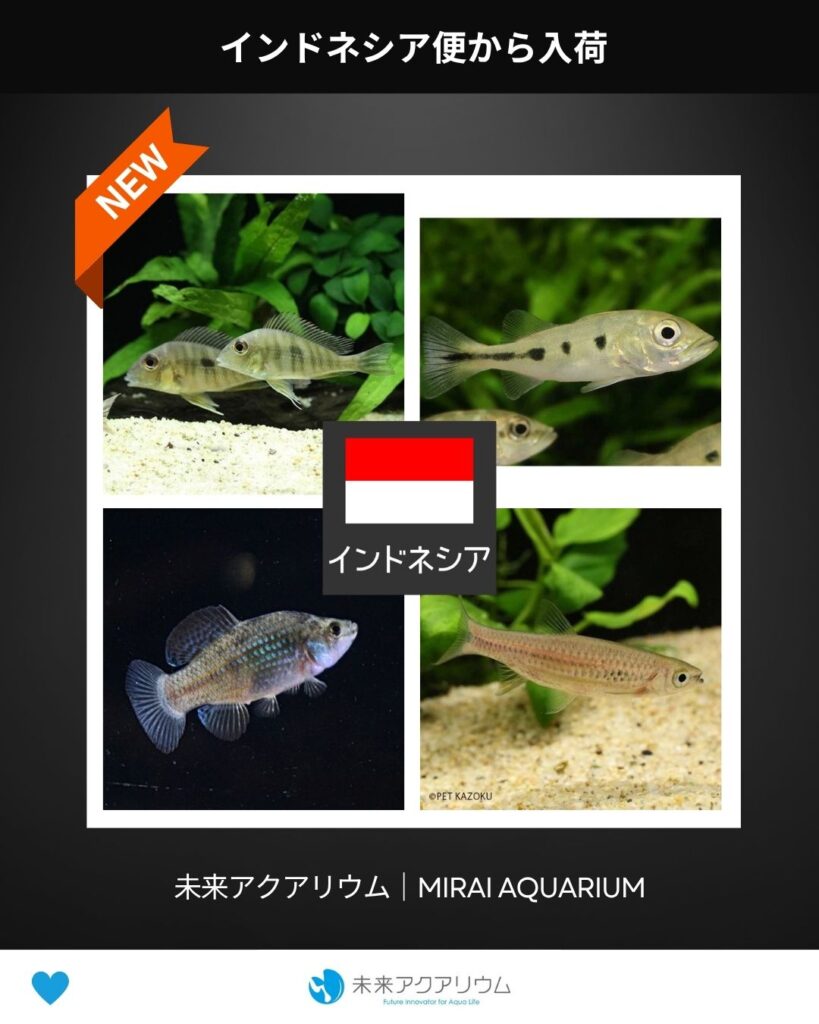 未来アクアリウム｜インドネシア便新入荷