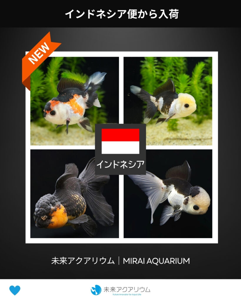未来アクアリウム｜金魚入荷