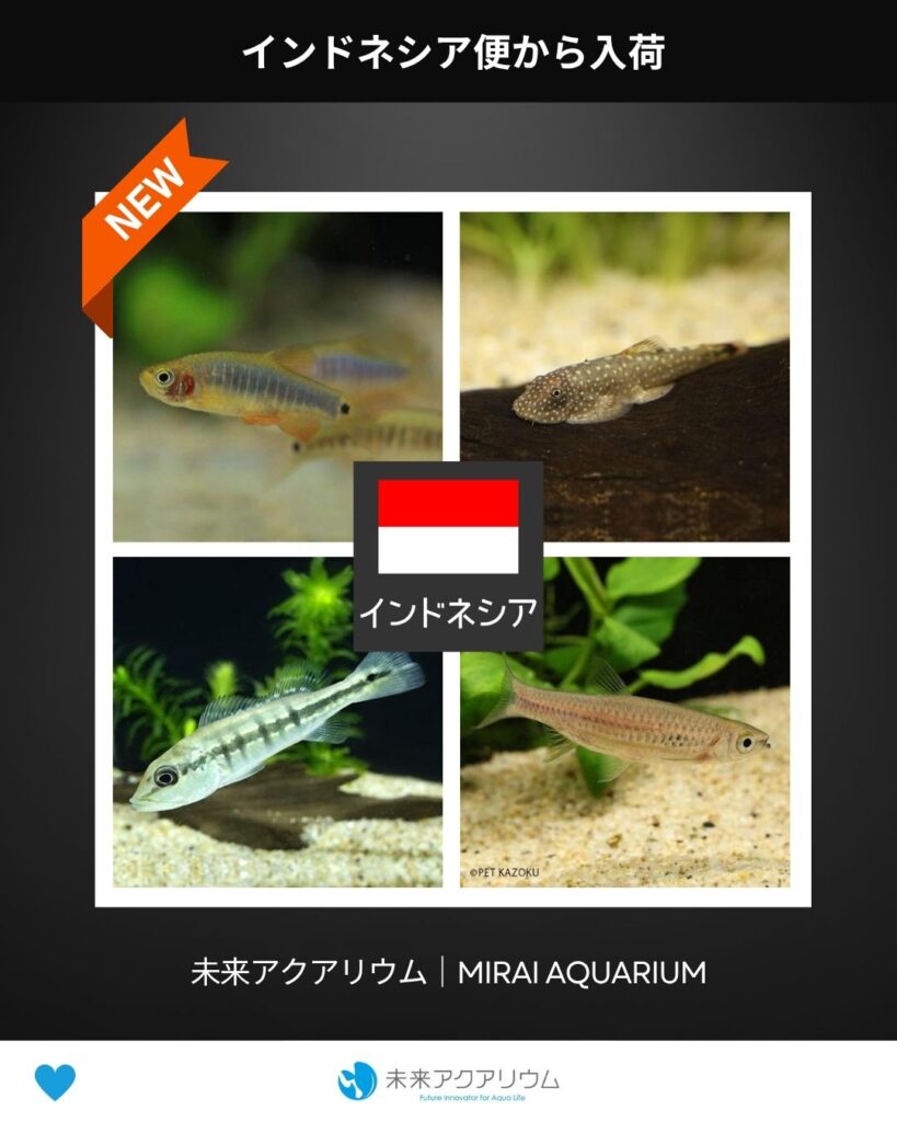 未来アクアリウム｜インドネシア便｜新入荷