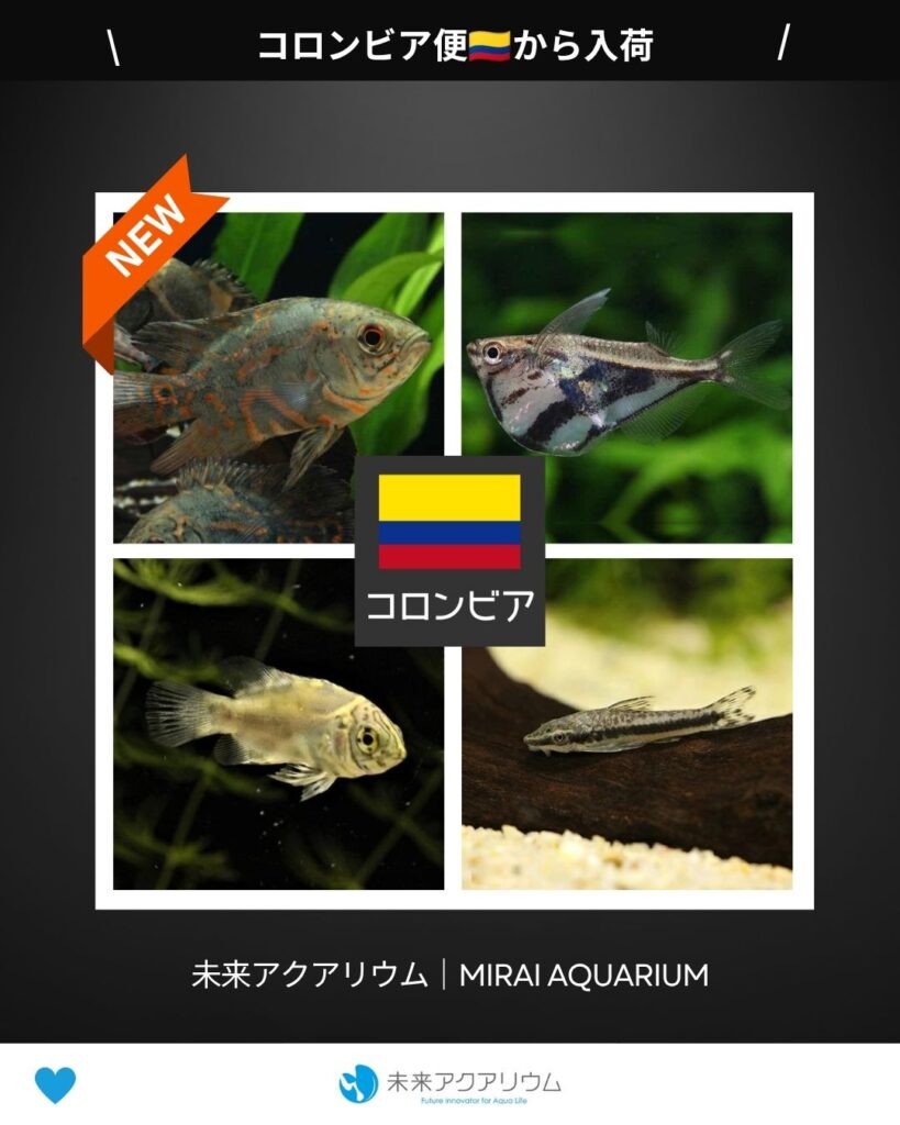 未来アクアリウム｜コロンビア便新入荷