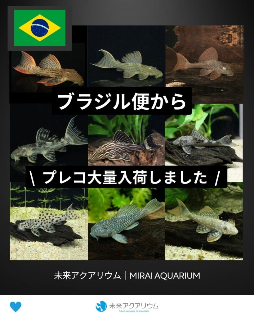 未来アクアリウム｜ブラジル便からプレコ大量入荷
