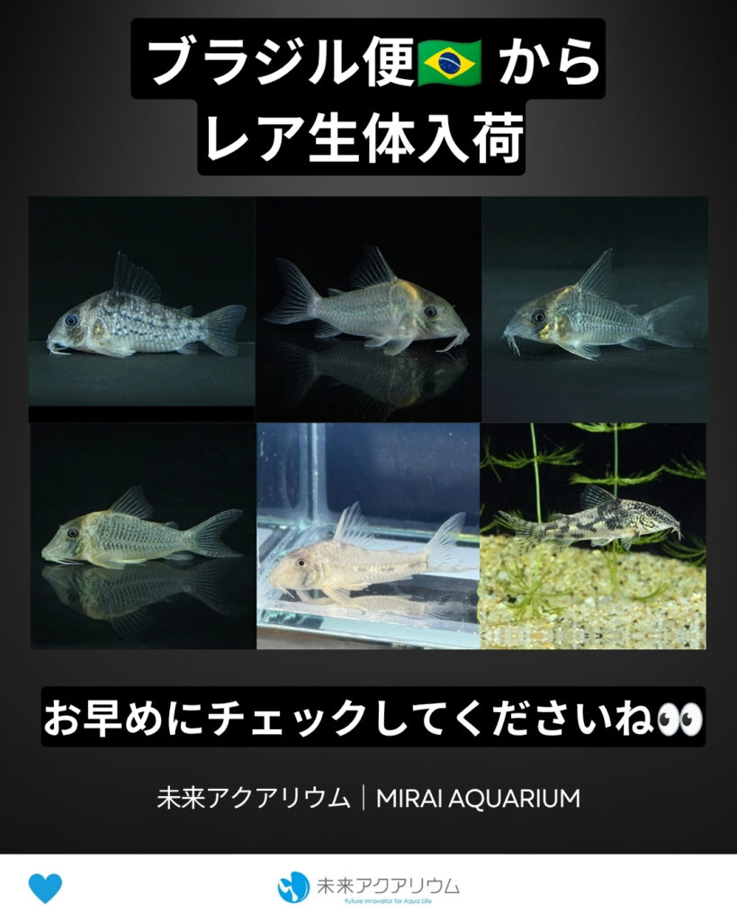 未来アクアリウム｜ブラジル便からレア生体入荷