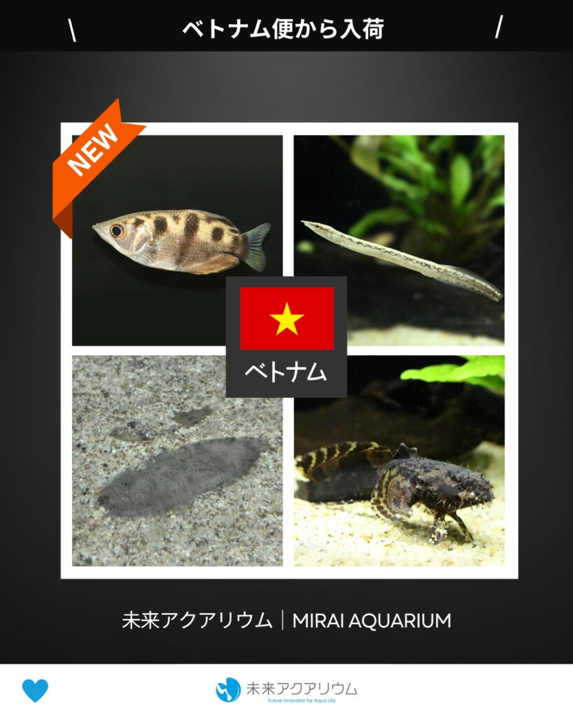 未来アクアリウム｜ベトナム便新入荷