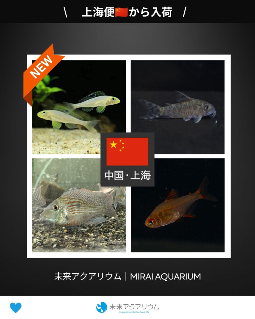 未来アクアリウム｜上海便から新入荷