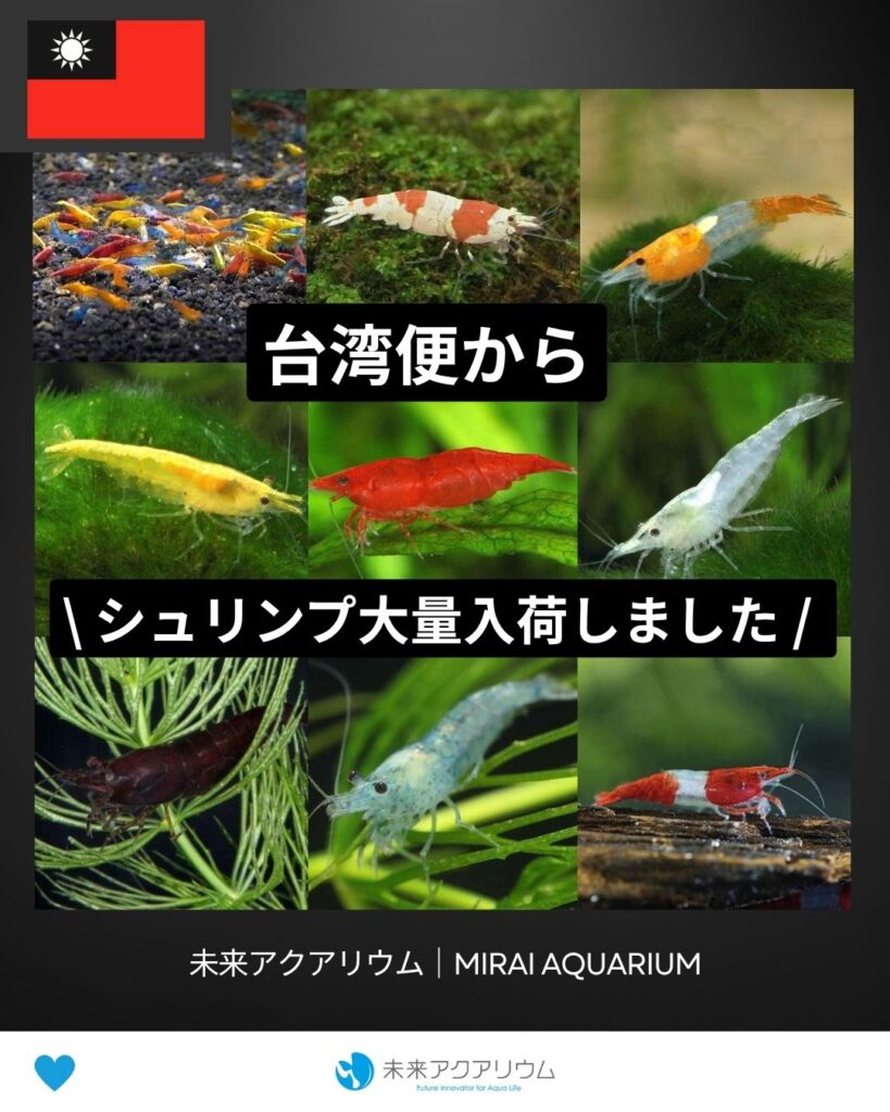 未来アクアリウム｜台湾便からシュリンプ大量入荷