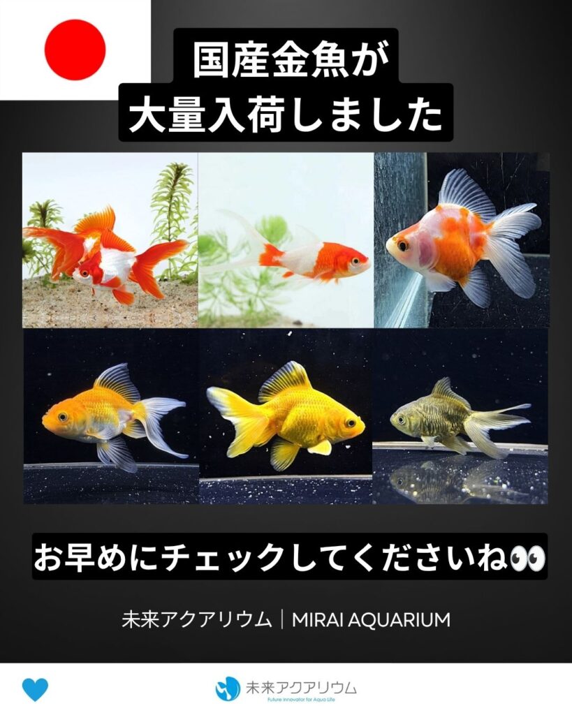 未来アクアリウム｜国産金魚入荷