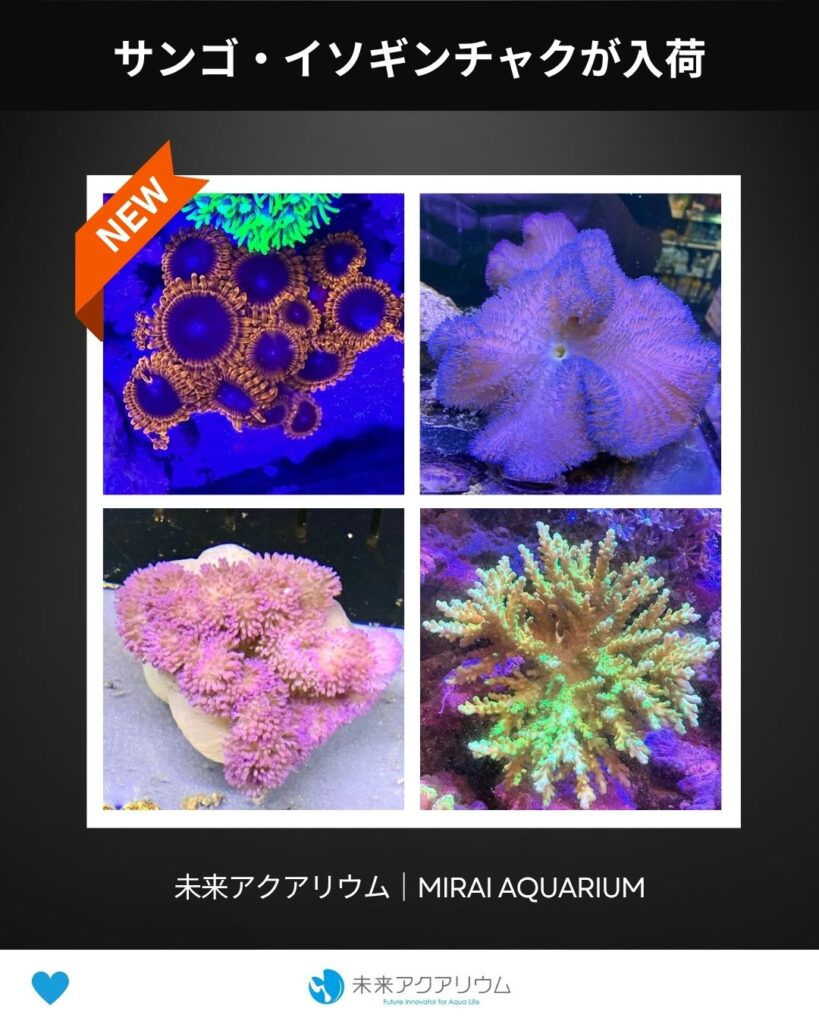未来アクアリウム_サンゴ・イソギンチャクが入荷