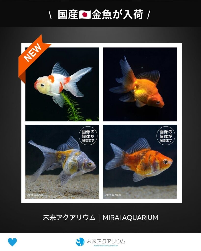 未来アクアリウム_国産金魚が入荷