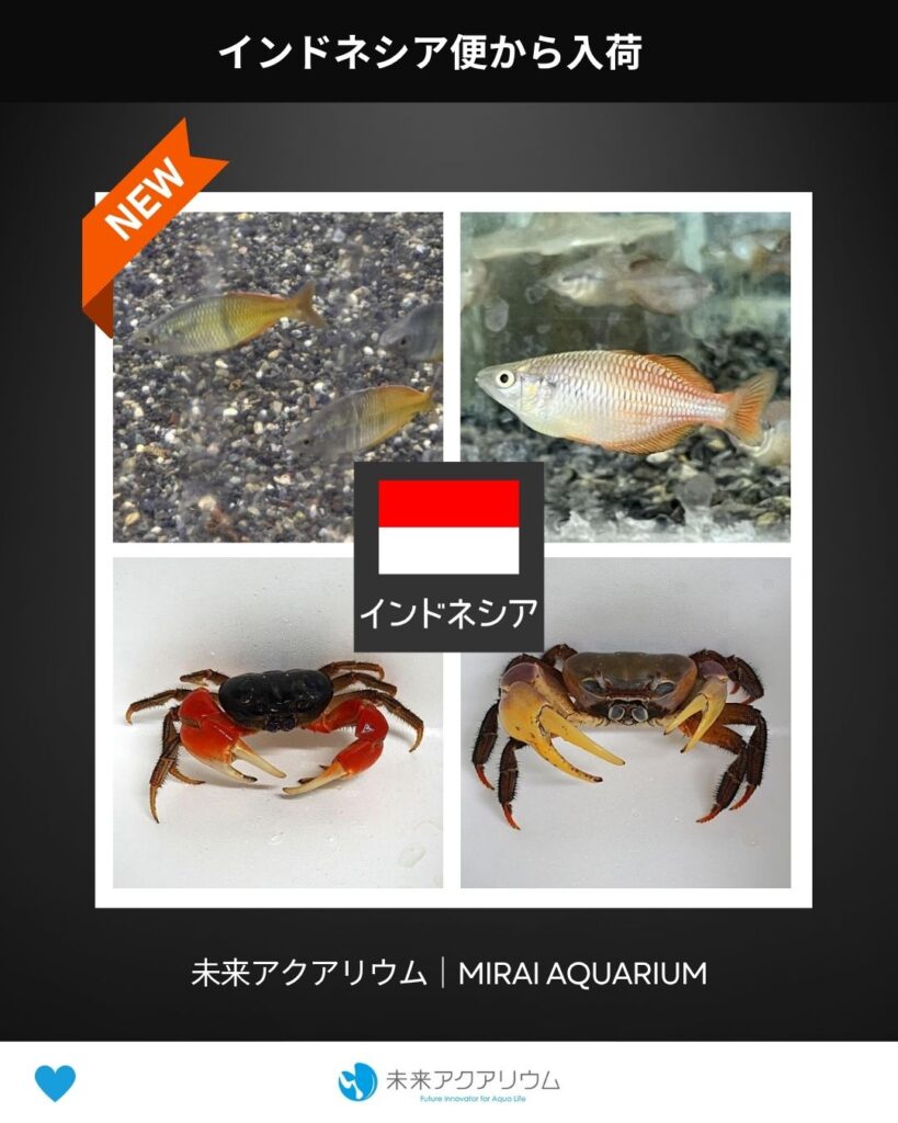 未来アクアリウム｜インドネシア便から新入荷