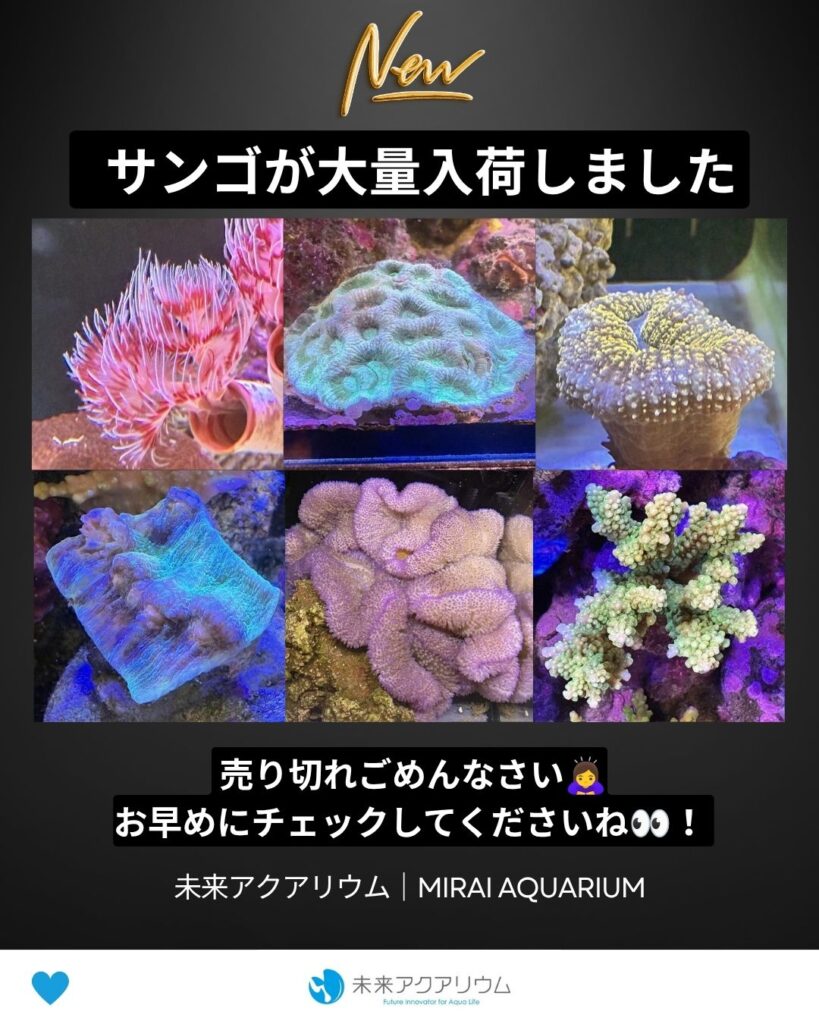未来アクアリウム｜サンゴ・イソギンチャク入荷
