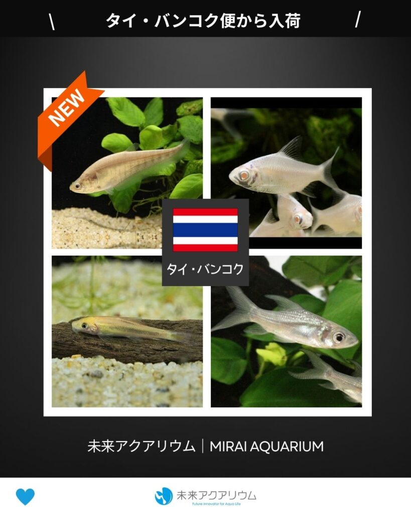 未来アクアリウム｜タイ・バンコク便新入荷