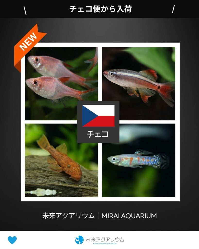 未来アクアリウム｜チェコ便から入荷