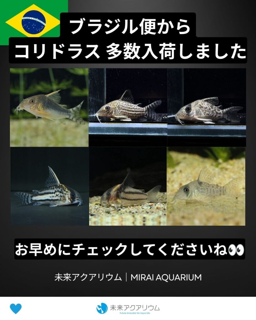 未来アクアリウム｜ブラジル便からコリドラス入荷